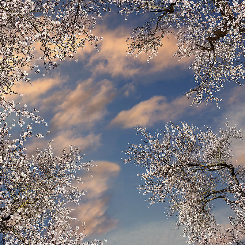 Almond trees 01
